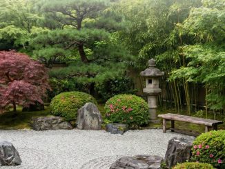 Plantes pour jardin zen : variétés incontournables pour créer une ambiance harmonieuse