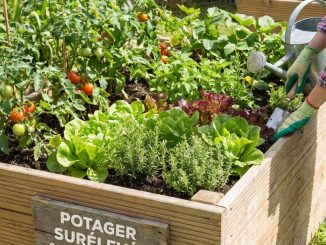 Comment aménager un potager surélevé dans son jardin : conseils pratiques, matériaux et idées d’organisation
