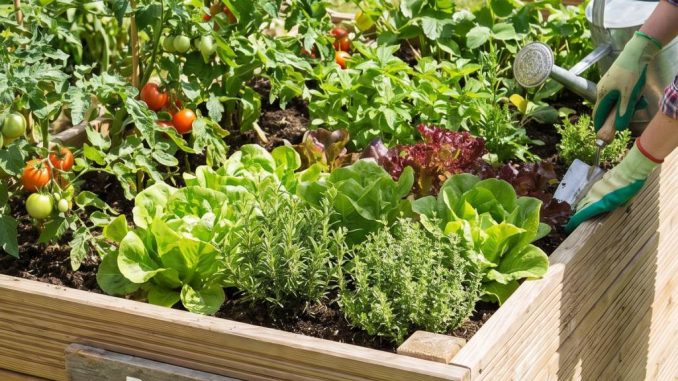 Comment aménager un potager surélevé dans son jardin : conseils pratiques, matériaux et idées d’organisation