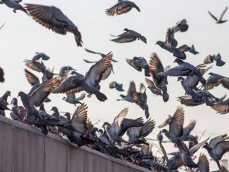 Comment protéger durablement votre bâtiment contre les pigeons à lyon