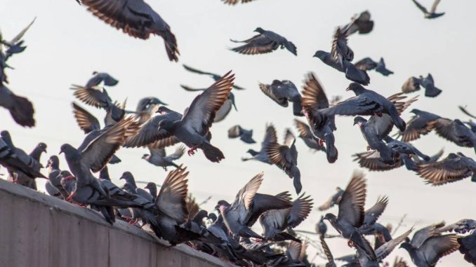 Comment protéger durablement votre bâtiment contre les pigeons à lyon