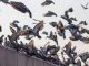 Comment protéger durablement votre bâtiment contre les pigeons à lyon