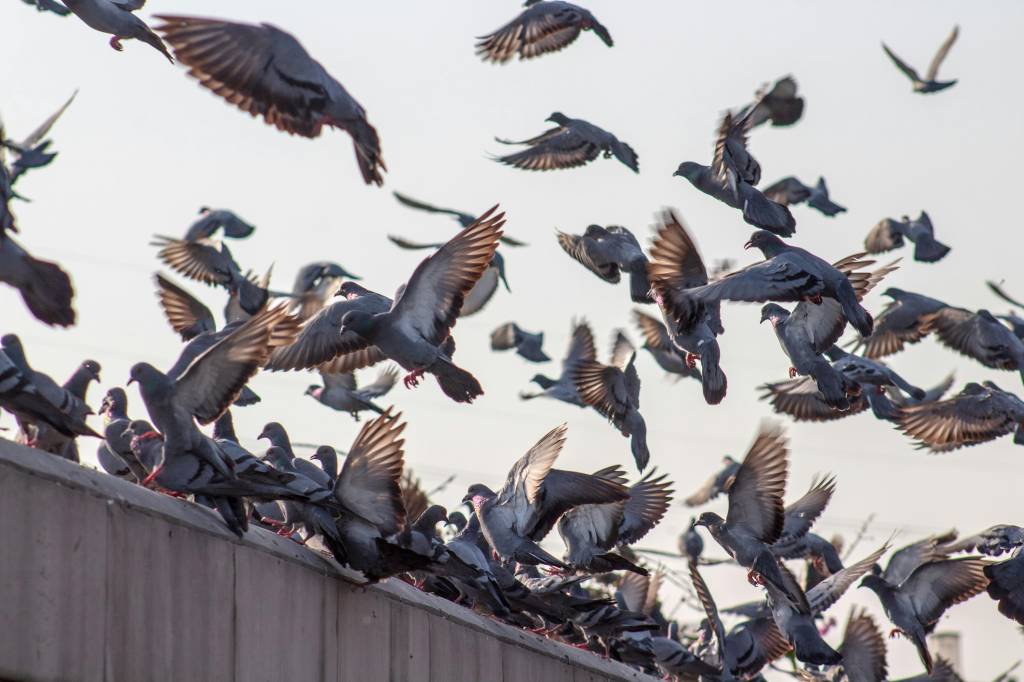 Comment protéger durablement votre bâtiment contre les pigeons à lyon