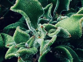 Protéger ses plantes du froid avec un voile d’hivernage