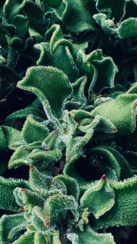 Protéger ses plantes du froid avec un voile d’hivernage