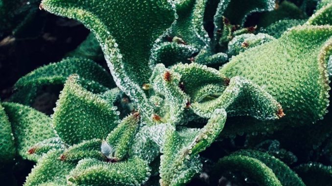 Protéger ses plantes du froid avec un voile d’hivernage